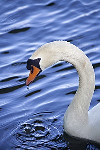 Swimming white swan close up. Free public domain CC0 photo.