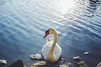 White swan swimming close up. Free public domain CC0 photo.