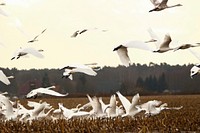 Group of flying whooper swans. Free public domain CC0 photo. 