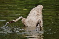 Young swan diving into water. Free public domain CC0 photo.