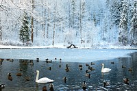 White swans swimming with ducks. Free public domain CC0 photo.