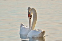 Two white swans swimming together. Free public domain CC0 photo.