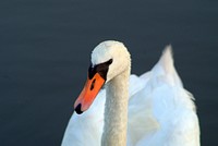 White swan head close up. Free public domain CC0 photo.