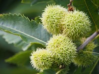 Chestnuts in shell growing on tree. Free public domain CC0 image. 