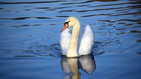 Beautiful white swan swimming alone. Free public domain CC0 photo.