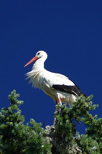 Stork bird, animal photography. Free public domain CC0 image.