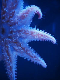 Starfish stuck to glass closeup. Free public domain CC0 photo.