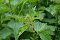 Plants & vegetables. Free public domain CC0 photo