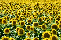 Sunflower background.  Free public domain CC0 image.