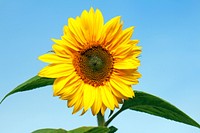 Sunflower background. Free public domain CC0 photo.