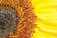 Sunflower background.  Free public domain CC0 image.