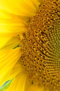 Sunflower background. Free public domain CC0 photo.