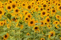 Sunflower background. Free public domain CC0 photo.