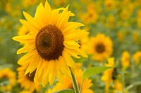 Sunflower background.  Free public domain CC0 image.