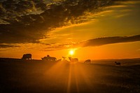 Sunset over hill with cattle. Free public domain CC0 photo.