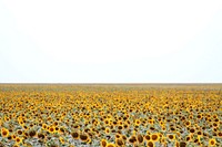 Sunflower background. Free public domain CC0 photo.