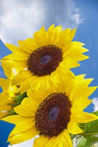 Sunflower background. Free public domain CC0 photo.