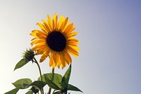 Sunflower background. Free public domain CC0 photo.