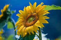 Sunflower background. Free public domain CC0 image.