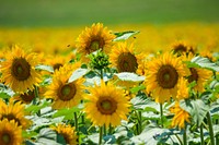 Sunflower background. Free public domain CC0 photo.