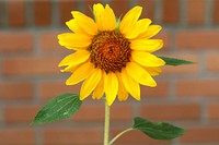 Sunflower background. Free public domain CC0 photo.