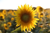 Sunflower background. Free public domain CC0 photo.