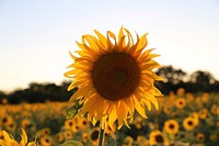 Sunflower background. Free public domain CC0 image.