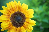 Sunflower background. Free public domain CC0 image.