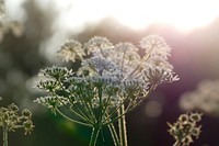 White flower background. Free public domain CC0 photo.