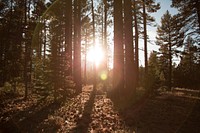 Beautiful Autumn forest background. Free public domain CC0 photo.