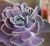 Succulent background. Free public domain CC0 photo.