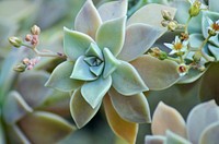 Succulent background. Free public domain CC0 image.