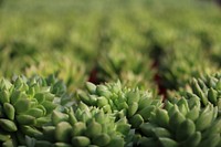 Japanese succulent plant. Free public domain CC0 photo.