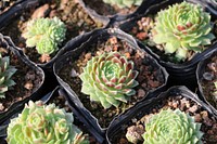 Succulent, house plant, botanical nature. Free public domain CC0 photo