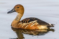 Fulvous whistling duck. Free public domain CC0 photo.