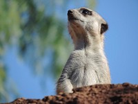 Meerkat standing, desert animal. Free public domain CC0 photo.