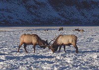 Young bull elk test each other's mettle at the U.S. Fish & Wildlife Service's elk refuge in Jackson Hole, Wyoming, a valley on the edge of Grand Teton National Park. The refuge was established to provide winter habitat for the Jackson Elk Herd. The animals leave the lower elevations in April and May, following the receding snowline back into the high country.