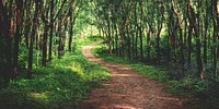 Enchanting forest lane in a rubber tree plantation, Kerela, India. 