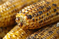 BBQ corn, grill, close up shot. Free public domain CC0 photo.