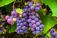 Free purple grape image, public domain fruit CC0 photo.