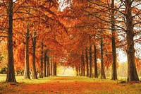 Free autumn fall road with orange leaves photo, public domain nature CC0 image.