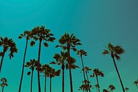 Los Angeles Palm Trees 