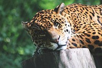 Free leopard image, public domain wild animal CC0 photo.