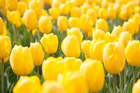 Free yellow tulip image, public domain flower CC0 photo.