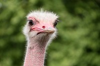 Free ostrich head image, public domain animal CC0 photo.