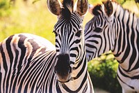 Free zebra image, public domain animal CC0 photo.