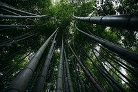 Kyoto Trees, free public domain CC0 image.