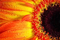 Free orange gerbera macro image, public domain flower CC0 photo.