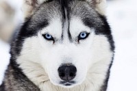 Free close up husky dog face image, public domain animal CC0 photo.