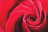 Free red rose background image, public domain flower CC0 photo.